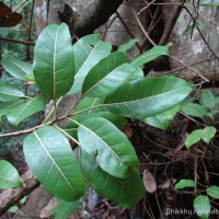 Ficus tsjakela Burm.f.